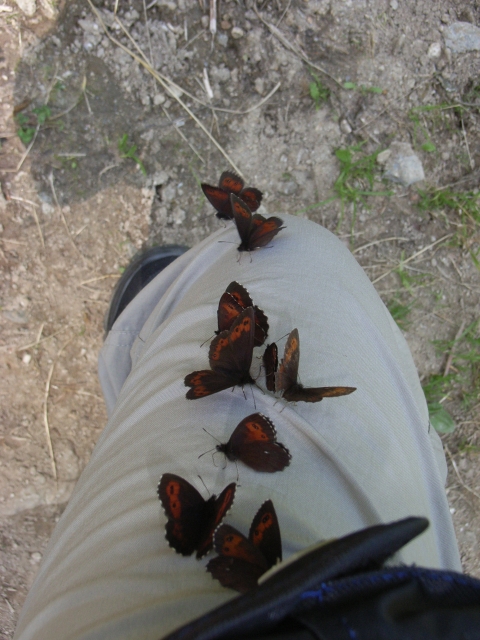 Noch mehr Schmetterlinge auf Hosenbein